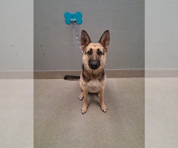 Medium Photo #1 German Shepherd Dog-Unknown Mix Puppy For Sale in Las Vegas, NV, USA