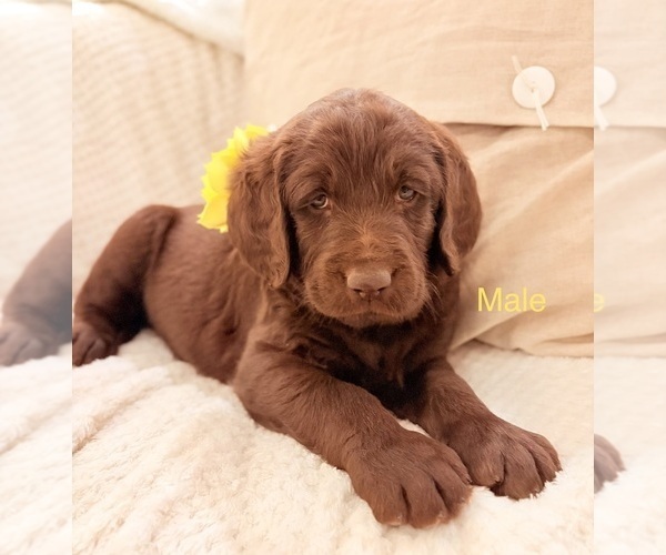 Medium Photo #12 Labradoodle Puppy For Sale in MONROE, LA, USA