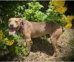 Small #2 Black Mouth Cur-Catahoula Leopard Dog Mix