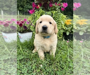 Golden Retriever Puppy for sale in NEOLA, WV, USA