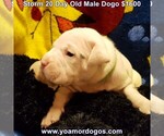 Small #42 Dogo Argentino