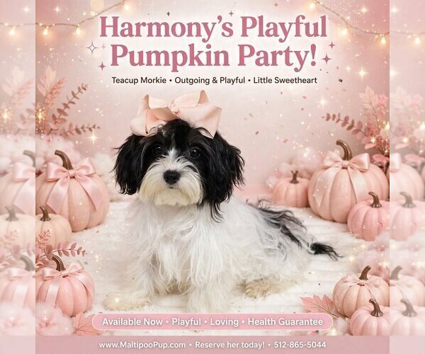Medium Photo #1 Maltipoo (Miniature) Puppy For Sale in TAYLOR, TX, USA