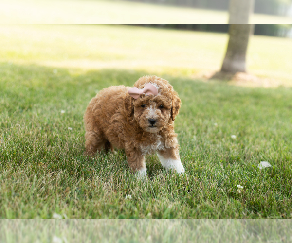 Medium Photo #4 Goldendoodle-Poodle (Miniature) Mix Puppy For Sale in BREMEN, IN, USA