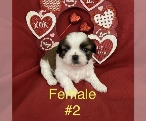 Medium Photo #3 Shih Tzu Puppy For Sale in DOWNEY, CA, USA