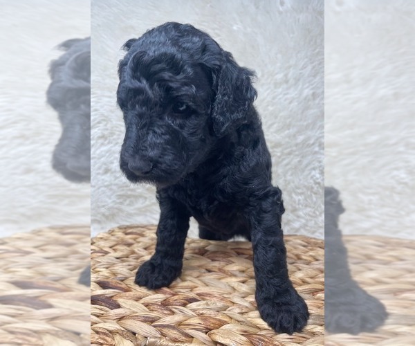 Medium Photo #44 Double Doodle Puppy For Sale in PIERSON, FL, USA