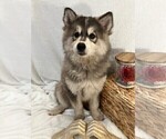 Puppy Ariel Pomsky