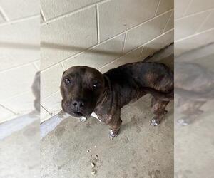 American Pit Bull Terrier Dogs for adoption in Ocala, FL, USA