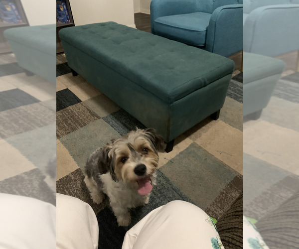 Medium Photo #1 Yorkshire Terrier Puppy For Sale in RHOADESVILLE, VA, USA