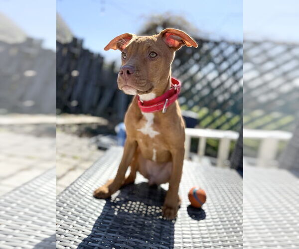 Medium Photo #1 Mutt Puppy For Sale in Wenonah, NJ, USA