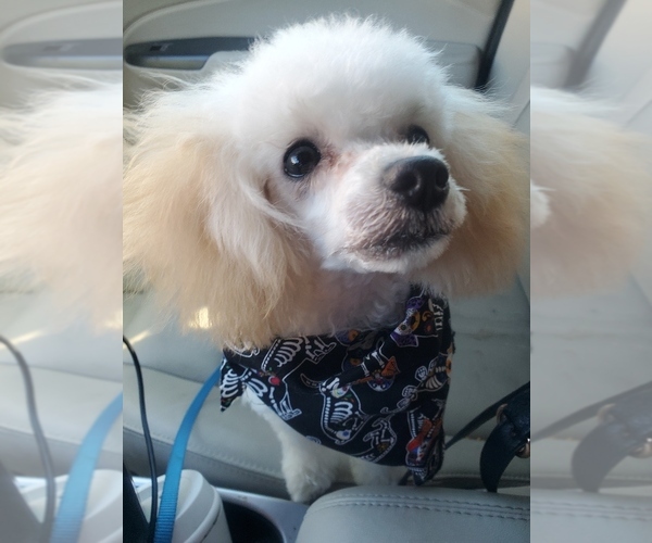 Medium Photo #1 Poodle (Miniature) Puppy For Sale in BASTROP, TX, USA