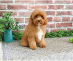 Small #7 Cavapoo (Miniature)