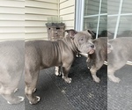 Small Photo #13 American Bully Puppy For Sale in BEDFORD, MA, USA