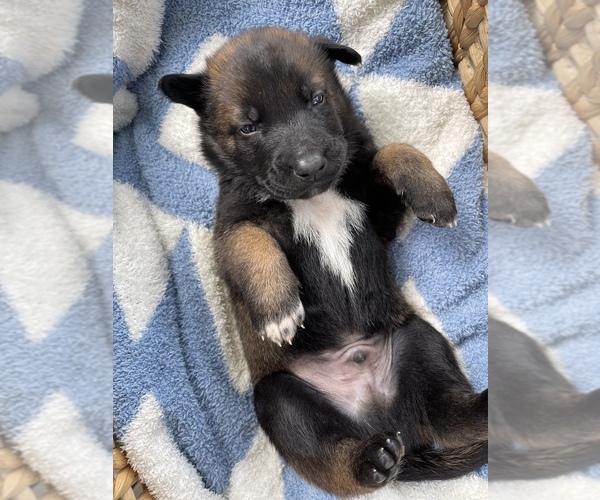 Medium Photo #2 Belgian Malinois Puppy For Sale in NEWPORT NEWS, VA, USA