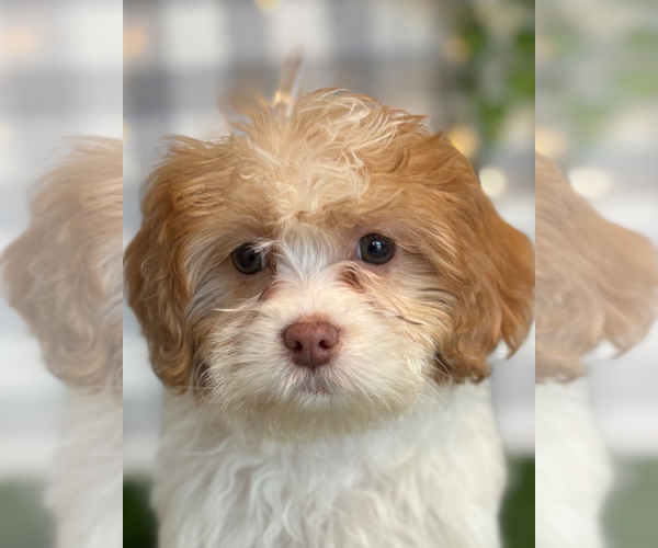 Medium Photo #3 Shih-Poo Puppy For Sale in MARIETTA, GA, USA