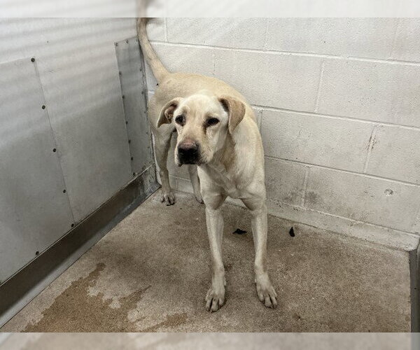 Medium Photo #1 Labrador Retriever-Unknown Mix Puppy For Sale in San Bernardino, CA, USA
