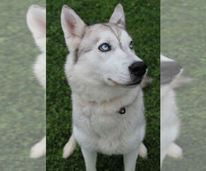 Siberian Husky Dogs for adoption in Petaluma, CA, USA