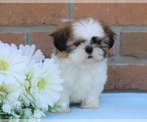 Shih Tzu Puppy for sale in FREDERICKSBG, OH, USA