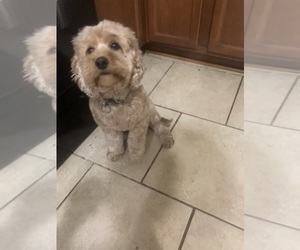 Father of the Cock-A-Poo puppies born on 12/31/2025