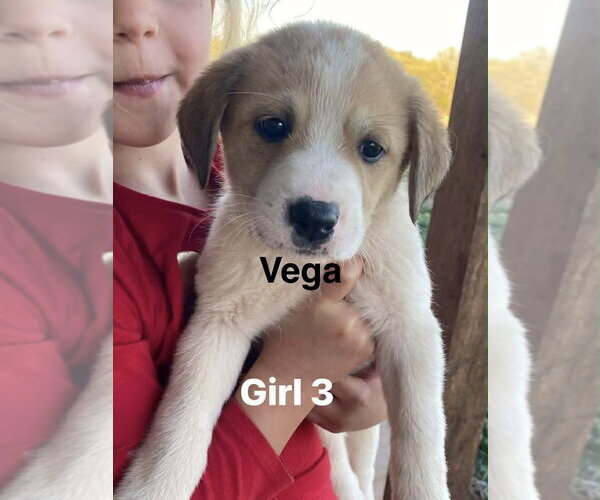 Medium Photo #1 Great Pyrenees-Unknown Mix Puppy For Sale in Winter Park, CO, USA