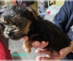 Small #8 Yorkshire Terrier