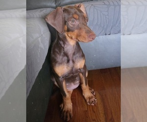 Medium Doberman Pinscher