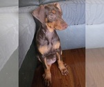Puppy Viola Doberman Pinscher