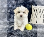 Small #1 Maltipoo