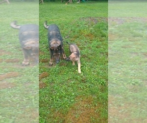Father of the German Shepherd Dog puppies born on 04/30/2026