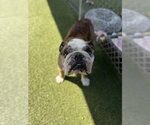 Small Bulldog