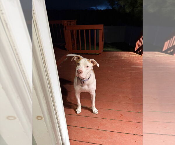 Medium Photo #2 American Pit Bull Terrier-Unknown Mix Puppy For Sale in Boston, MA, USA