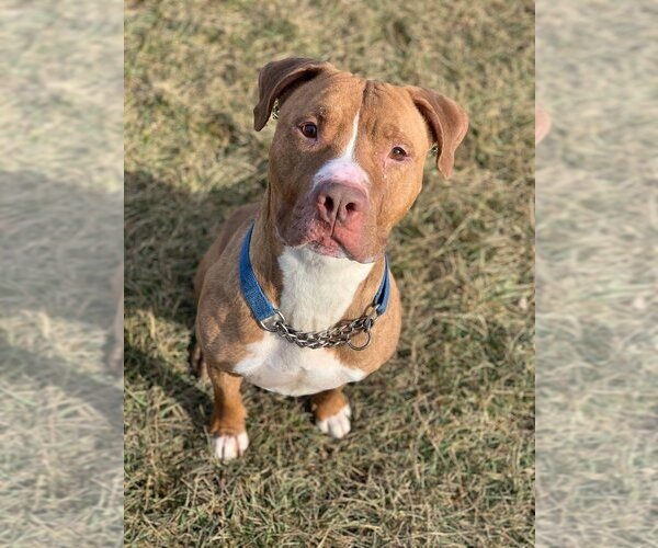 Medium Photo #5 American Pit Bull Terrier-American Staffordshire Terrier Mix Puppy For Sale in Richmond, IN, USA