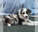 Small Photo #5 Australian Shepherd Puppy For Sale in MILLERSTOWN, PA, USA