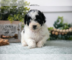 Puppy Milo Poodle (Miniature)