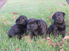 Small Photo #10 Labrador Retriever Puppy For Sale in FORT RECOVERY, OH, USA