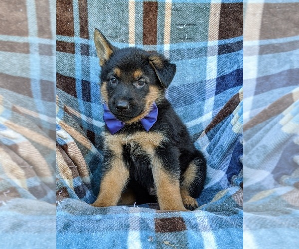 Medium Photo #2 German Shepherd Dog Puppy For Sale in ELKTON, MD, USA