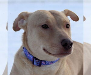 Raya - Female Chihuahua Dog for Adoption - Photo #7