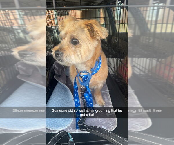 Medium Photo #2 Cairn Terrier-Unknown Mix Puppy For Sale in Raleigh, NC, USA