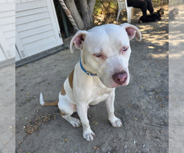 Medium Photo #1 Mutt Puppy For Sale in Long Beach, CA, USA