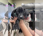Small #7 Labrador Retriever Mix