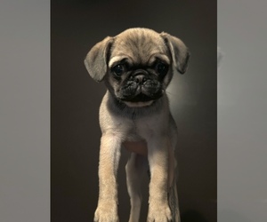 Pug Puppy for sale in SWANSBORO, NC, USA
