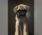 Small Pug