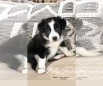 Small Photo #8 Border Collie Puppy For Sale in WILM, NC, USA