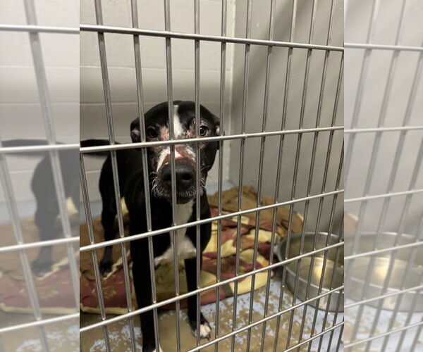 Medium Photo #2 American Staffordshire Terrier-Labrador Retriever Mix Puppy For Sale in Pierceton , IN, USA