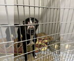 Small #1 American Staffordshire Terrier-Labrador Retriever Mix