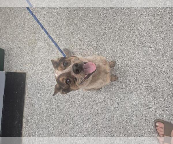 Medium Photo #1 Eurasier-Red Heeler Mix Puppy For Sale in Front Royal, VA, USA
