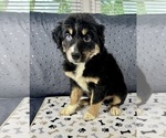 Puppy Boy 4 Australian Shepherd