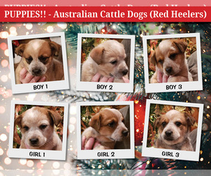 Australian Cattle Dog Puppy for sale in MORGANTON, NC, USA