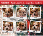 Small Photo #1 Australian Cattle Dog Puppy For Sale in MORGANTON, NC, USA