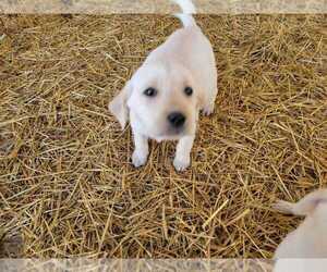 Labrador Retriever Puppy for sale in CADILLAC, MI, USA