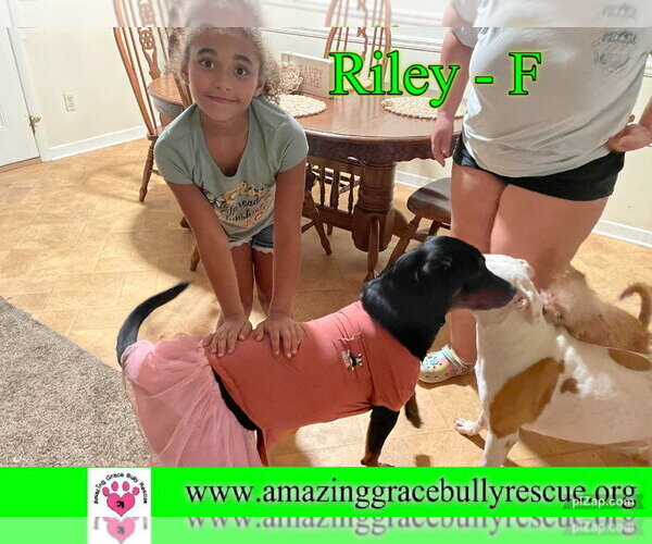 Medium Photo #4 Rottweiler Puppy For Sale in Milton, FL, USA